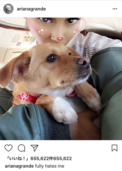 アリアナ・グランデの愛犬はビーグル×チワワのMIX犬（Instagramより）