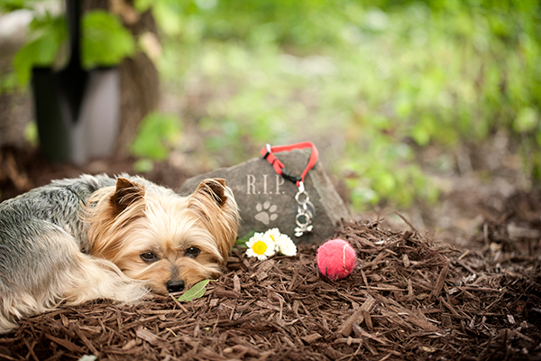 犬が亡くなった場合、犬の登録を抹消する手続きが必要（Ph：Getty Images）