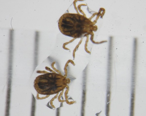 フタトゲチマダニ（時事通信フォト）