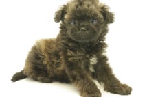 マルプー、チワックスなど人気のMIX犬トップ5は?