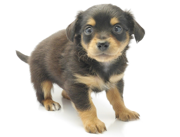 5位はチワックス