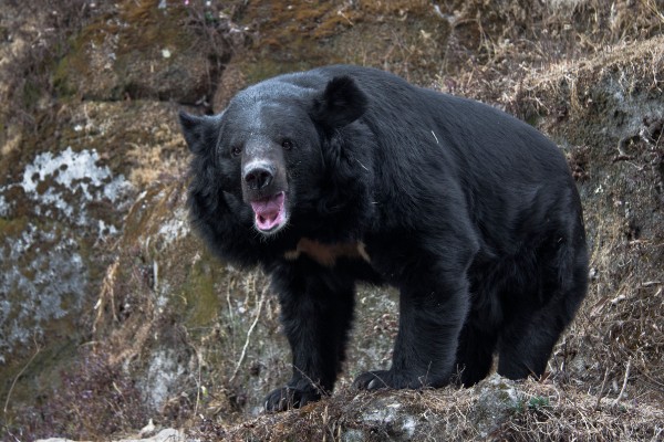 クマは地震の前兆？（AFLO）