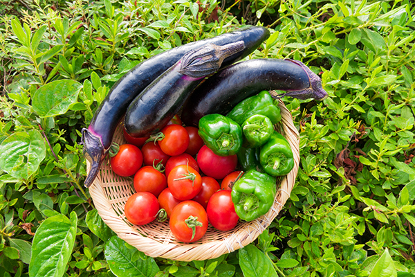 野菜栽培は追肥のタイミングが重要（写真／Getty Images）