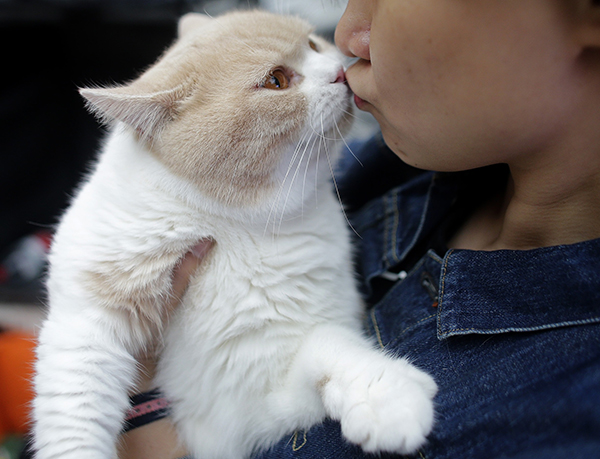 コリネバクテリウム・ウルセランス感染症は、犬・猫から感染する可能性がある（写真／Getty Images）
