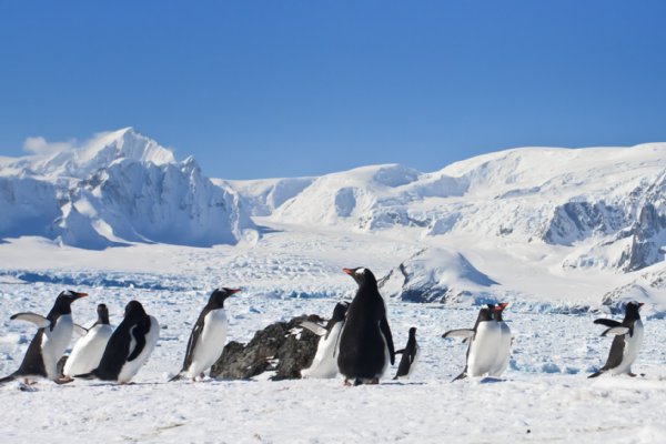 元南極調理隊員が明かす南極生活（写真／アフロ）