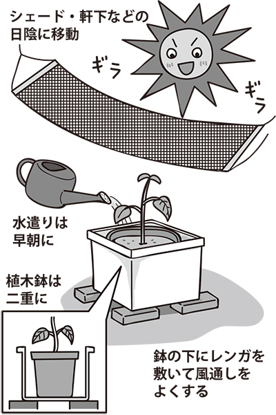 家庭菜園において水遣りは重要（イラスト／さややん。）