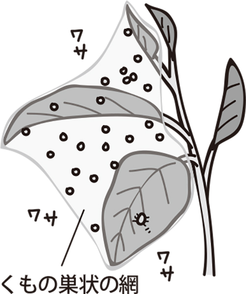 くもの巣状の網はハダニが原因（イラスト／さややん。）