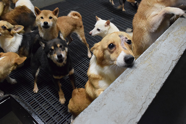 福井のパピーミルでは床が不安定なすのこ状のマス内で過密飼育（写真提供／公益社団法人日本動物福祉協会）