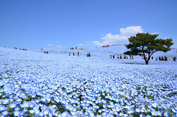 丘一面を青く染めるネモフィラはまさに絶景（写真提供／国営ひたち海浜公園）