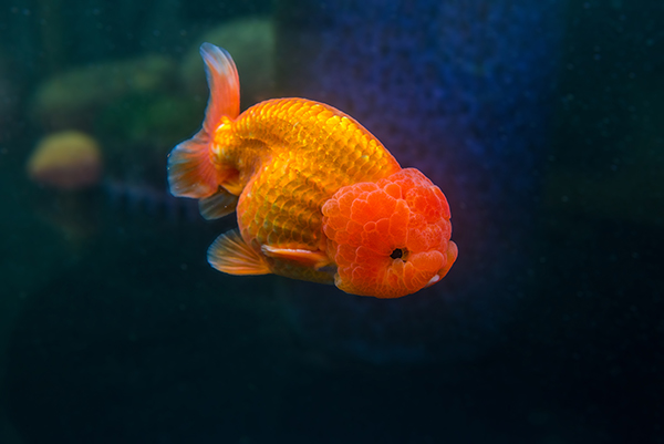 赤や白が多い金魚 なぜ金色じゃないのに 金魚 というの Newsポストセブン