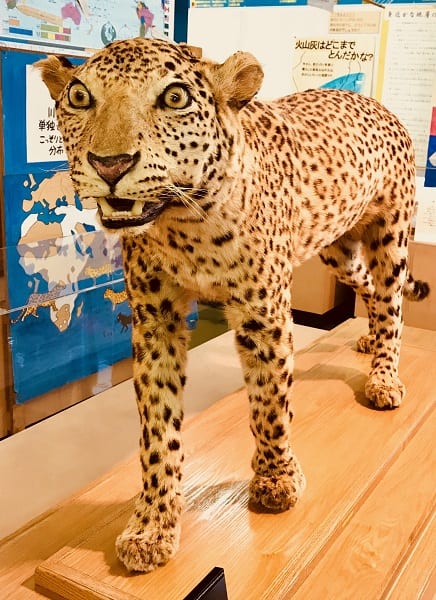 高知県のオーテピアに展示されるハチのはく製