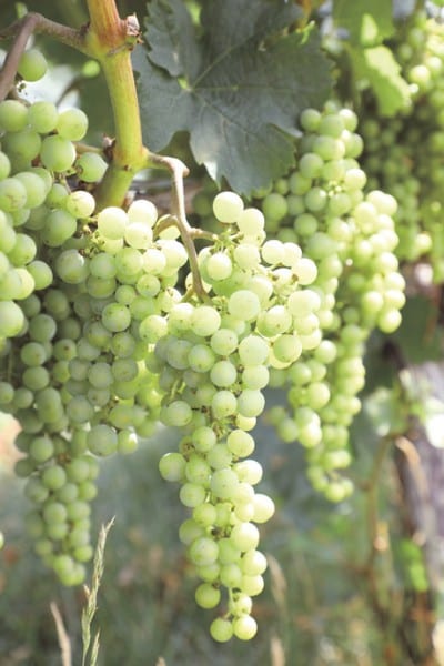 自社畑ではメルロの他にも色々なぶとうを栽培