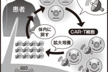 日本人が開発リードする最先端がん治療、日本で承認されぬ矛盾