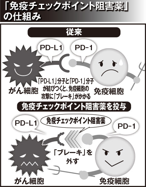 画期的な治療法として注目されている「免疫チェックポイント阻害薬」