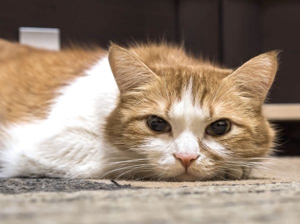 猫の不調サイン　咳や水の飲み過ぎなど（写真／アフロ）