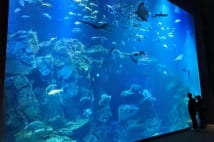 達人が教える「1人水族館」の魅力 年パス導入すればまさに最強