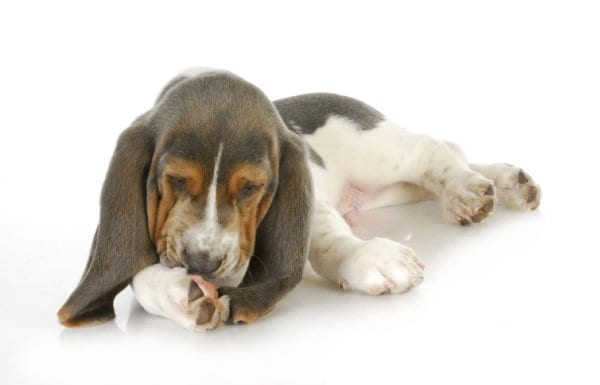 写真 安価なドッグフード食べ続けることで 犬のアトピー慢性化も Newsポストセブン 写真 安価なドッグフード食べ続けることで 犬のアトピー慢性化も Newsポストセブン