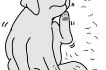 犬の体調不良のサインは見逃すな! 「よくあること」は×