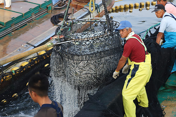 獲れた魚はそのまま朝食に食べられる