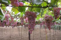 惣菜で有名なフジッコ、創業者の趣味が転じてワイン量産中