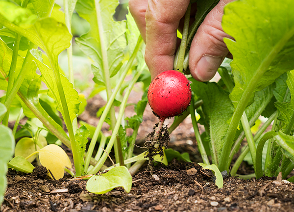 秋の家庭菜園におすすめの野菜は葉菜 中級者は豆栽培を Newsポストセブン