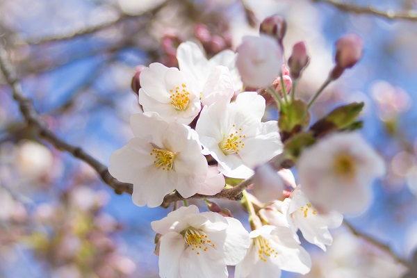 日本の伝統と思われてるソメイヨシノ 本当はクローン桜 Newsポストセブン