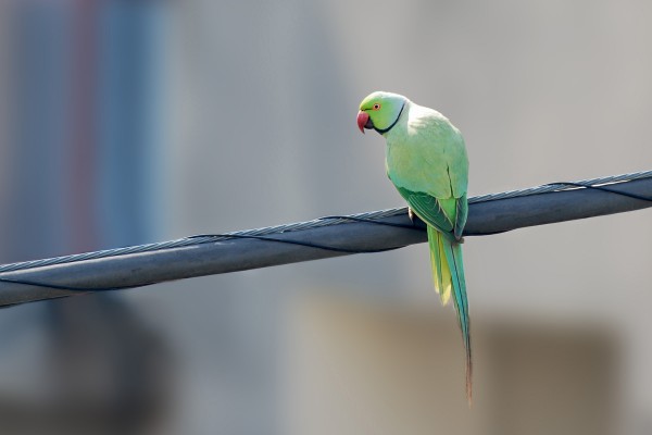 東工大から大量移動 東大を悩ます 赤門インコ の騒音問題 Newsポストセブン 東工大から大量移動 東大を悩ます 赤門インコ の騒音問題 Newsポストセブン