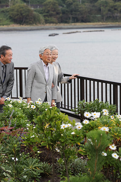 「三陸花ホテルはまぎく」のベランダに、再び咲いたハマギク（撮影／JMPA）