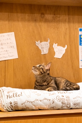 考えごとをする猫店員
