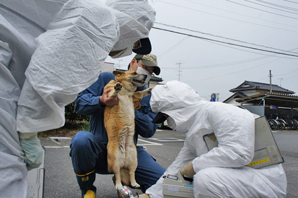 東日本大震災を機に、ペットとの災害対策が見直されるように（SORAアニマルシェルター提供）