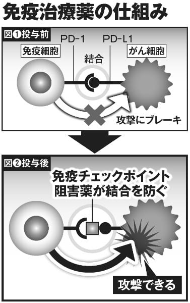 免疫治療薬の仕組み