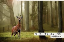 【池内紀氏書評】聖なる謙虚さを身につけた森林管理官の視線