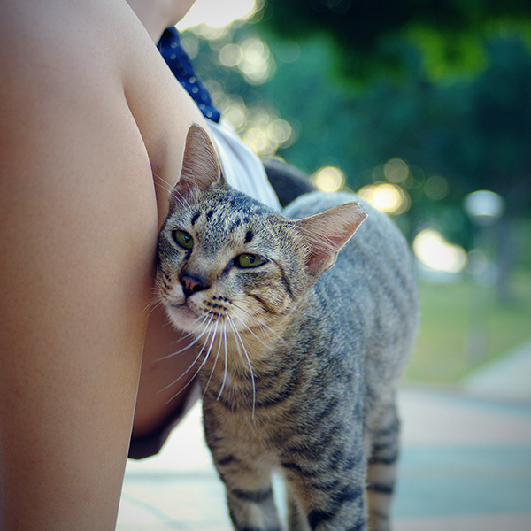 猫は縄張り内のものには自分のにおいをつけようとする（Ph:Getty Images）