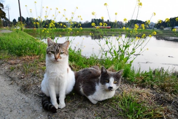 「じっとしてるのも今だけだにゃ」
