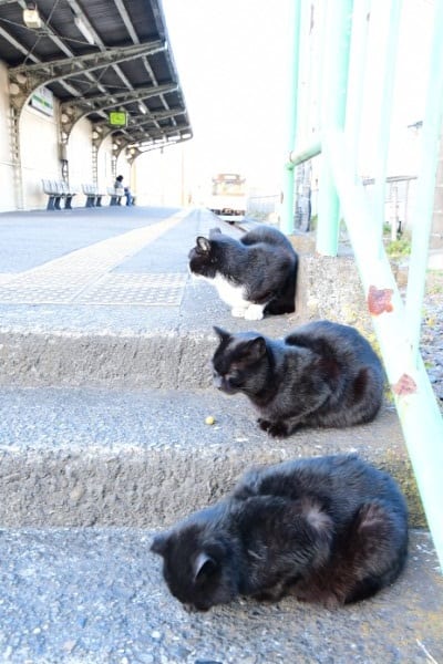 「黒猫のタンゴ3兄弟」（JR鶴見線と黒猫3匹）