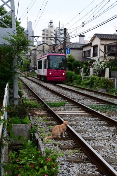 「飼い猫だってたまには線路の向こうへお散歩だにゃ」（都電荒川線と茶トラの猫）