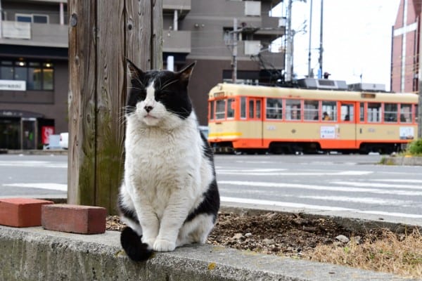 「猫の額ほどの場所のほうが落ち着くにゃ」