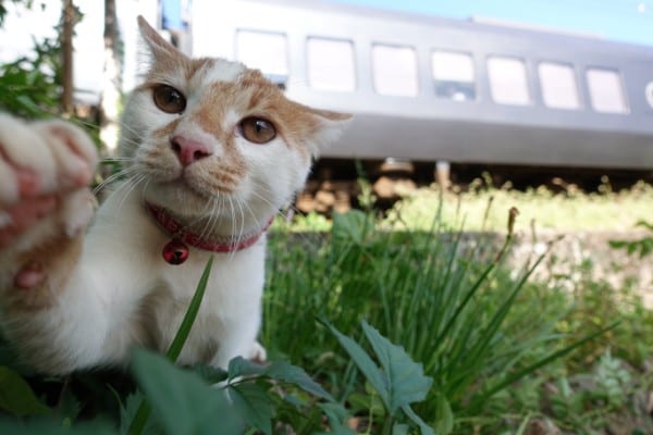 「黒くて硬いけど、これはにゃんだ？」（JR長崎本線と鈴をつけた猫）