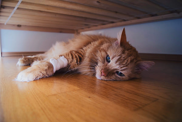 具合が悪い時、猫は一目につかない場所に身を隠す（Ph:Getty Images）