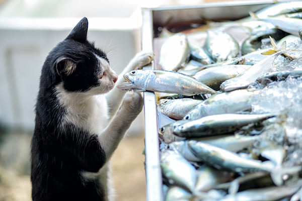 猫は魚好きというわけではないという（Ph:Getty Images）