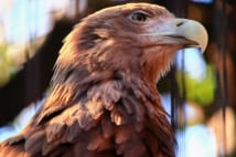 動物にまつわる名字が少ない理由、鳥は特に使いにくい?