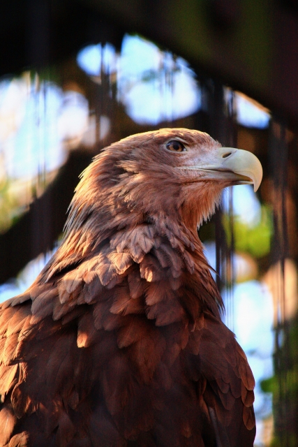 動物にまつわる名字が少ない理由 鳥は特に使いにくい Newsポストセブン 動物にまつわる名字が少ない理由 鳥は特に使いにくい Newsポストセブン