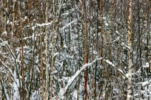 雪に覆われた森に溶け込むフクロウ、見つけられる?
