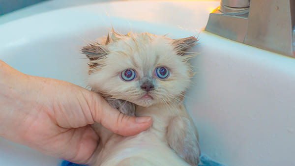 長毛種以外の猫は基本的にシャンプーの必要はない（Ph:Getty Images）