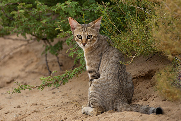 現在目にする一般的な猫の祖先である「リビアヤマネコ」（Ph:Getty Images）