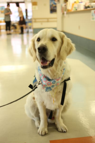 日本で初めて小児病院に常駐したセラピー犬ベイリー