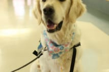 病気と闘う子供を励ますセラピー犬ベイリーを知っていますか