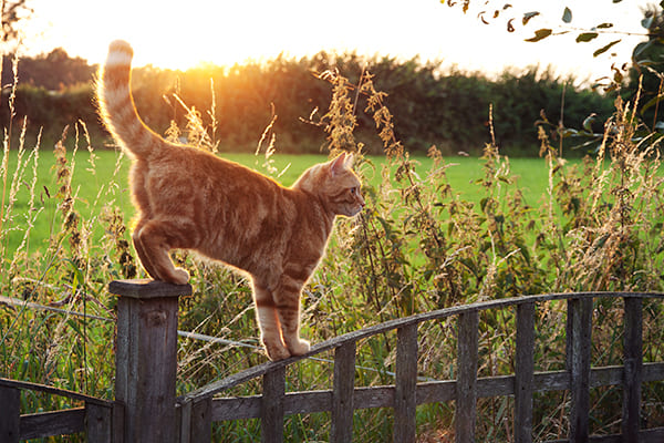 猫は高いところを歩く際、しっぽでバランスを取っている（Ph:Getty Images）
