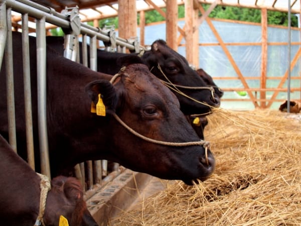 中国農家　出荷前に水60Lを牛に飲ませ体重水増し（写真はイメージ）