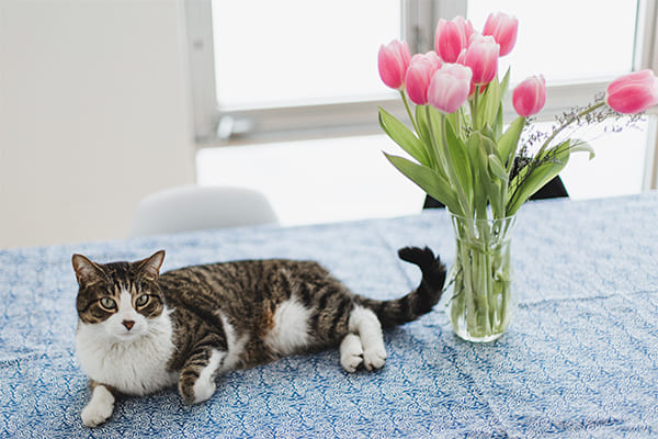 猫のいる家はチューリップに要注意（Ph:Getty Images）